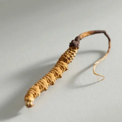 冬蟲夏草（两）